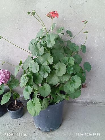 Otaq bitkiləri: Pelargonium (muşamba/geran) saksı bitkisi - Növ: Pelargonium zonale — 2