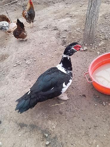 Lal ordek 10 ayliqdir temiz eti 3 kq 3.500 arasidir qiymet 30 man