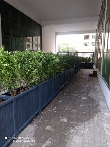 dibçek gulleri: Dibçək güldanlar. Dipçəklər bir başa sexdən.Sex qiymətinə. ♦️Endrim — 2