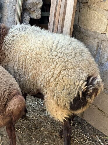 İki illik qocdu sexsi heyetde saxlanilir cins baki qoyunudu kilosu 50