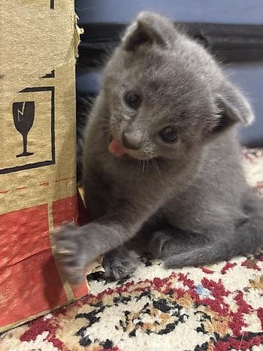 Scottish Fold - Rənglər: tək rəngli tünd-boz (mavi tonlu) və lalafo.az -da Scottish Fold - Rənglər: tək rəngli tünd-boz (mavi tonlu) və