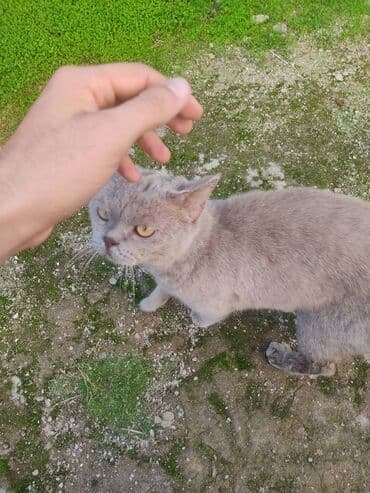 американский плоскоухий членистоногий когтеступ: British shorthair pişik — 1