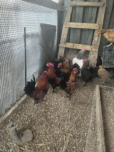 Sağlam xoruzlar satılır ən ucuz qiymətə Cücələr və xoruzlar – — 4