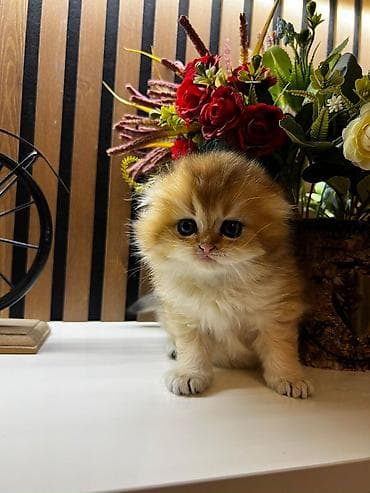 pulsuz pişik: Britan, Erkək, Dişi — 10