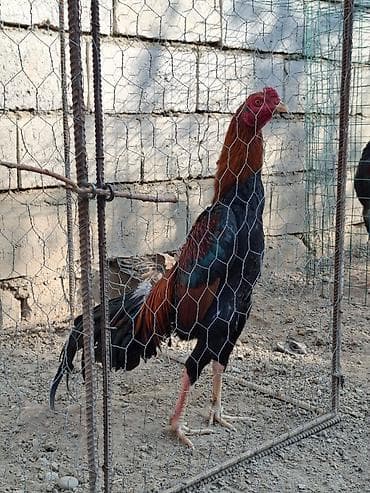 xoruzun cinsiyyet orqani: Məhsul: Uzunboylu, oyun tipli xoruz Təsvir: - Cins tipi: Asil/oyun — 2