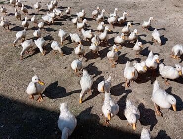 kuban ördek: Dişi, | Kuban, Ətlik, Ünvandan götürmə — 9