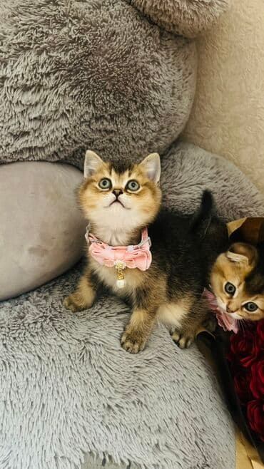 pişik latok: Şinşilla, Dişi — 17