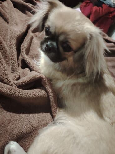 собаки на заказ: Pekines — 1