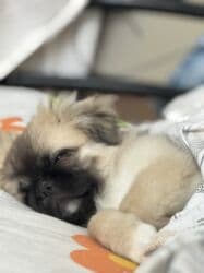 Akvarium aksessuar və ləvazimatları: Pekines, 6 ay, Erkek — 4