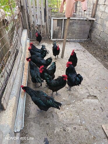 lal ordəklərin satışı: Məhsul: Qara rəngli kənd xoruzları Təsvir: - Qara, parlaq lələklər və — 1