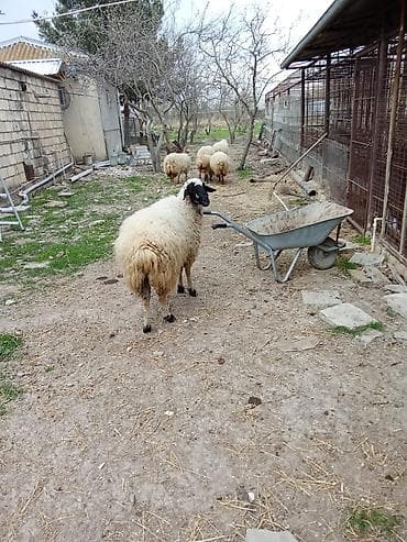 heyvanlar atlar: Satılır — 2