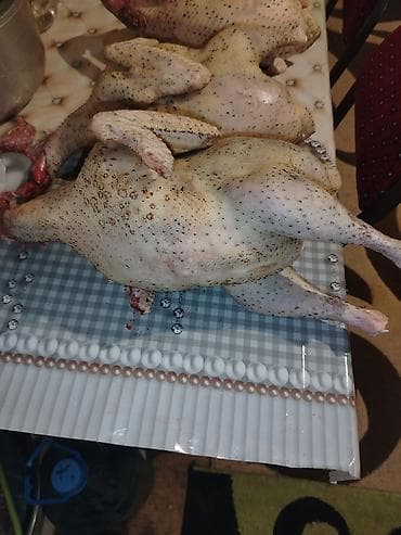 herati xoruz satisi: Dişi, Kanada, Damazlıq, Ödənişli çatdırılma — 3