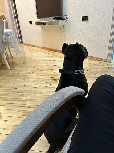 cütlə: Pitbul, 2 il, Erkək, Cütləşmə üçün, Ünvandan götürmə — 5