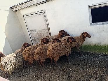 boz kurt sekilleri: Dişi, Qala, il: 1, 50 kq, Damazlıq, Ünvandan götürmə — 2