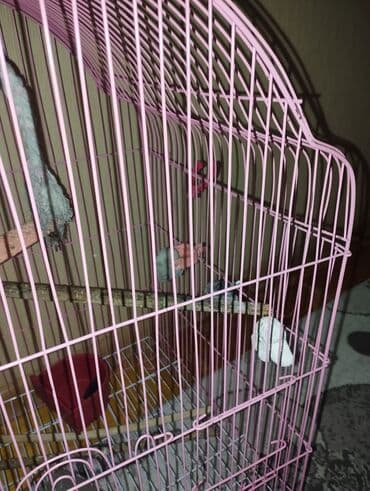 karlik dovsan satisi: Quş qəfəsi – geniş və funksional - Rəng: çəhrayı (metal karkas) - — 6