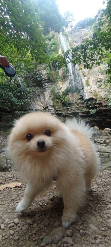 cütleşdirilir: Шпиц, 2 года, Самец, Для вязки, Бесплатная доставка, Доставка в районы — 2