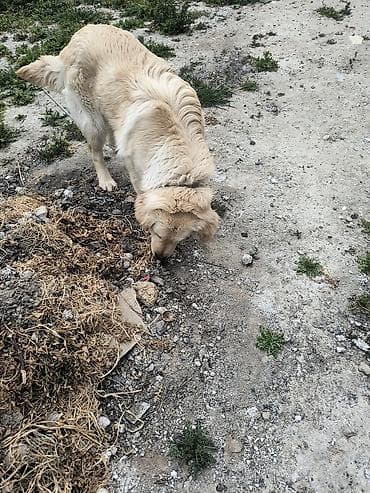 heyvan derisi: Retriever, Peyvəndli — 3
