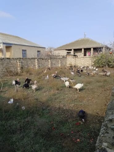 Inəklər, öküzlər: Hinduşka sürüsü satılır. - Növ: evdə bəslənmiş hinduşkalar (ağ, qara — 2