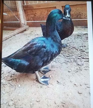 Qazlar: Məhsul: Qara ördək cütü Təsvir:salam kayuqa ördək ailəsi satılır 5 — 2