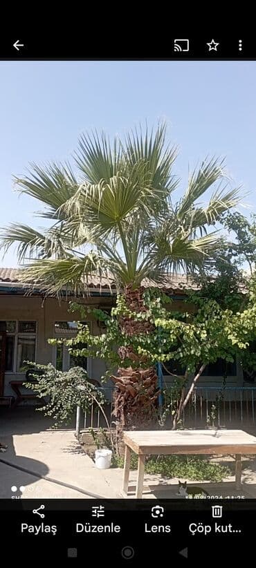 Çöl bitkiləri: Məhsul: Xurma/palma ağacı (fan formalı yarpaqlı, Washingtonia tipli) — 1