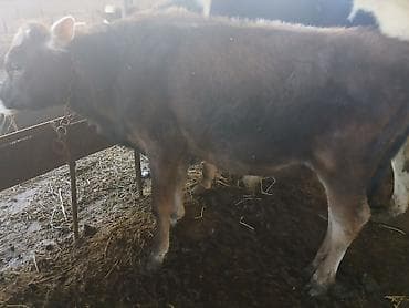 halep keçisi satilir: Super kök erkək dana — 3