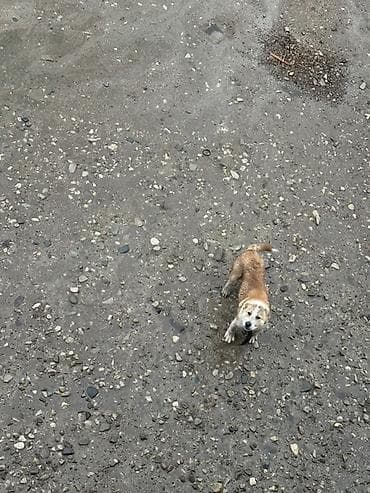 ucuz ev iti: Salam 3 ayliq erkey 
80 man tecili satlir 
Unvan novxanni — 3