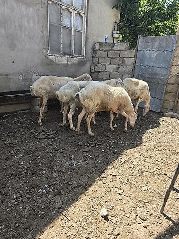 afcarka itlerin satisi: 6 baş qoyun.1-i balalı. Yekə qoyunlardı . Saxlamağa dəyər.Qiymətləri — 1