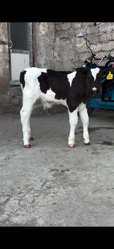 heyvanlara verilen adlar: 20 günlük erkek dana tam sağlam di — 3