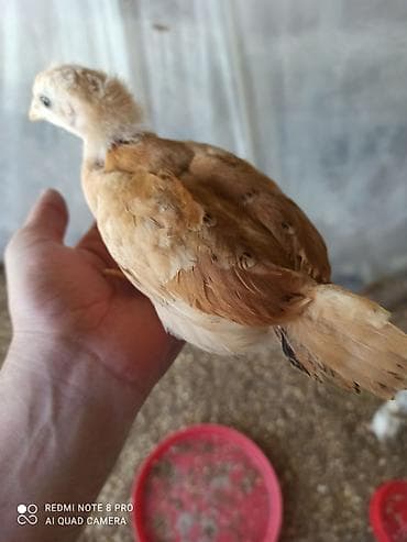 Toyuq cücələri, Damazlıq