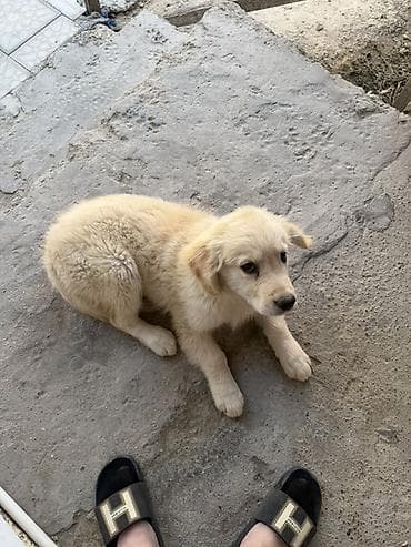 İtlər: Retriever, 3 ay, Erkek, Peyvəndli, Ünvandan götürmə — 3
