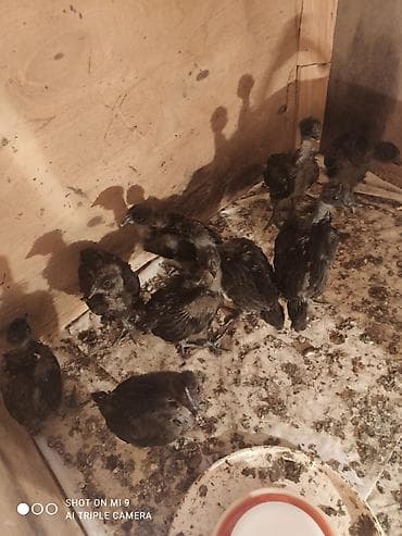 qurt toyuq: Məhsul: Cins toyuq cücələri Şekildeki toyuqların cüceleri satılır — 2