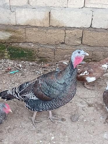 hinduska kanada: Əssalım əleykum əvvəla Allahın salamı olsun hər kəsə 5 ədəd 1 illiyi — 1