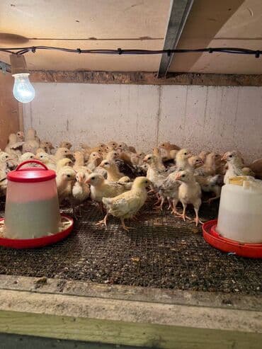 Akvariumlar: 20 Günlük Serebirst Cuculerdi Ətlik Və Yumurtalıq Buyurun Sifarişinizi — 4