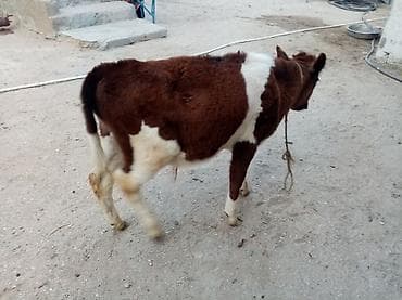 cuce ve xoruz: Dana, buzov, Erkək, ay: 5, Damazlıq — 2