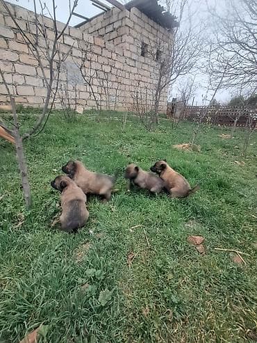 itler kangal: Belçika çoban iti, 1 ay, Dişi, Peyvəndli, Ünvandan götürmə, Pulsuz çatdırılma — 4