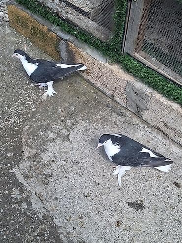 Животные: Bir Cüt Delfinər Satlır Citdi Qiymət 70 Manat Ünvan Ağsu Alıcı Narahat — 3