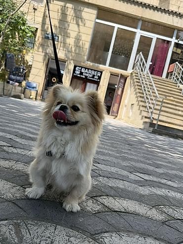 ari satilir: Pekines — 1