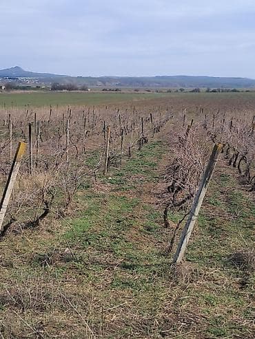 1 hektar nece sotdur: Kənd təsərrüfatı — 6