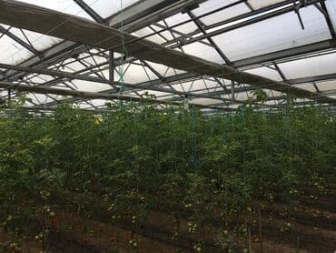 turkanda ev: Bakı, Türkan qəs., 1500 kv. m, 7 otaqlı, Hovuzlu, Qaz, İşıq, Su — 8