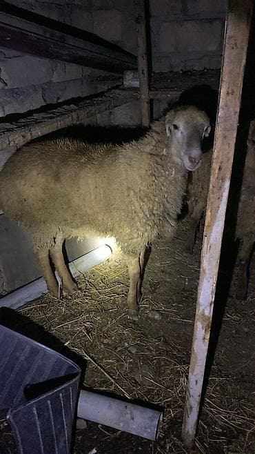 sərab çoban iti: Qurbanlıx erkek quzular satılır 3 denedi Gəncədədi — 1