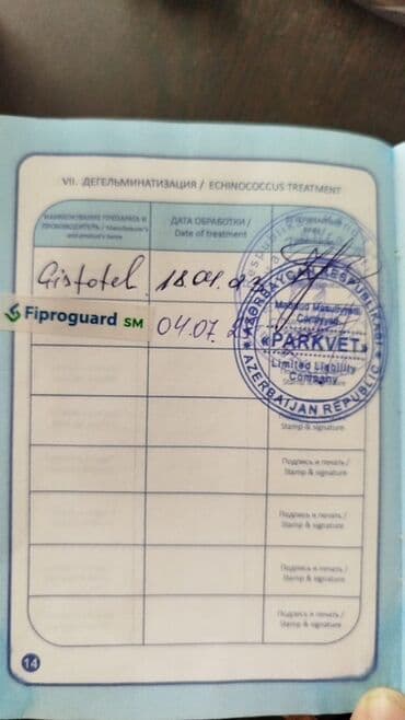 pudel it cinsi: Pudel, 3 il, Erkek, Ünvandan götürmə — 8