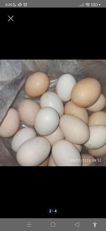 Təbii toyuq yumurtası qiymət 30 qəpik ünvan ŞİRVAN - Rəng: ağ və