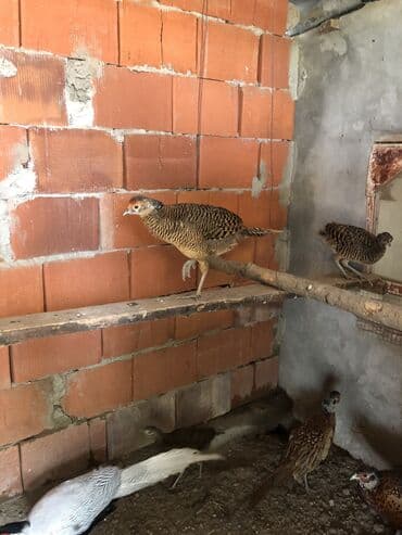 кольчатый попугай цена: Almaz qirqovular balalari — 5