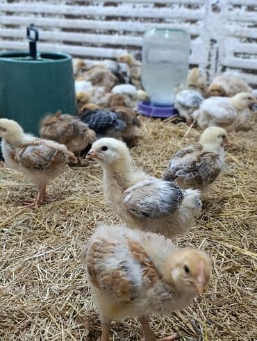 kent cüceleri: Toyuq cücələri, Damazlıq, Ödənişli çatdırılma — 3