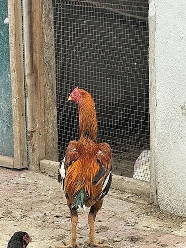 Aseel tipli xoruz 9 aylıq saglam ban vurur - Rəng: qızılı-qara ağ — 2