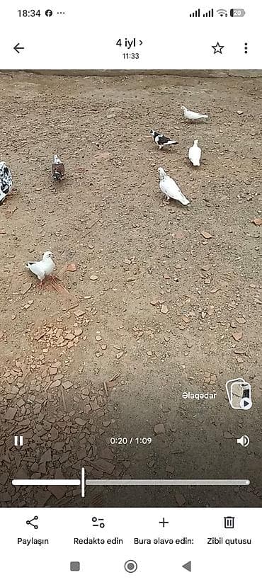 15hryvandir tam sağlam heyvanlardır hoptavoy 5manatdan tek tek lalafo.az -da 15hryvandir tam sağlam heyvanlardır hoptavoy 5manatdan tek tek