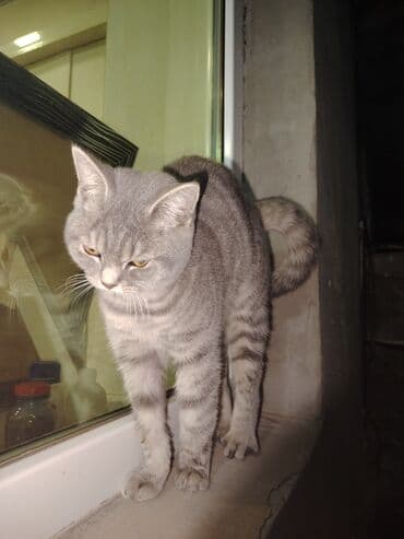 böyüməyən pişik: British Shorthair satilir — 3