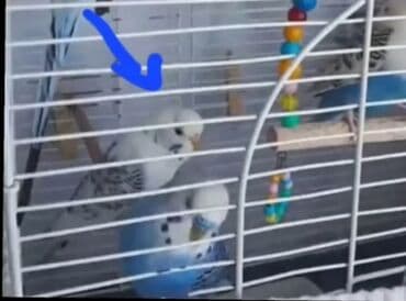 ördək ətinin qiyməti: 1 cütu satilir mavi erkey ağ ve mavinin qarișiģi olan dișidi .sağlam — 4