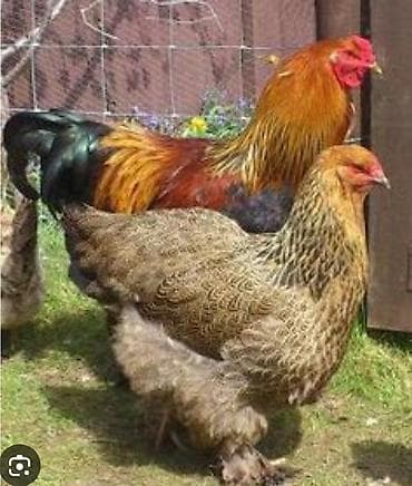 Toyuq, Brama, Damazlıq