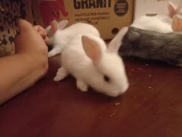 dovşan yuvasi: Ev dovşanı balaları - Cins: dekorativ ev dovşanları (ağ, boz-ağ — 4